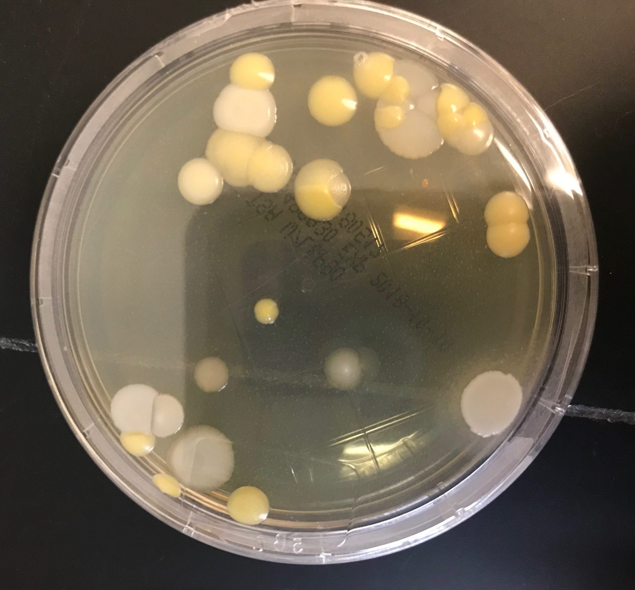 Bacterias en placas Rodac - Programa Microbiología Ambiental en industria de GMP - Dra. Eileen Ruiz - 29/septiembre/2018