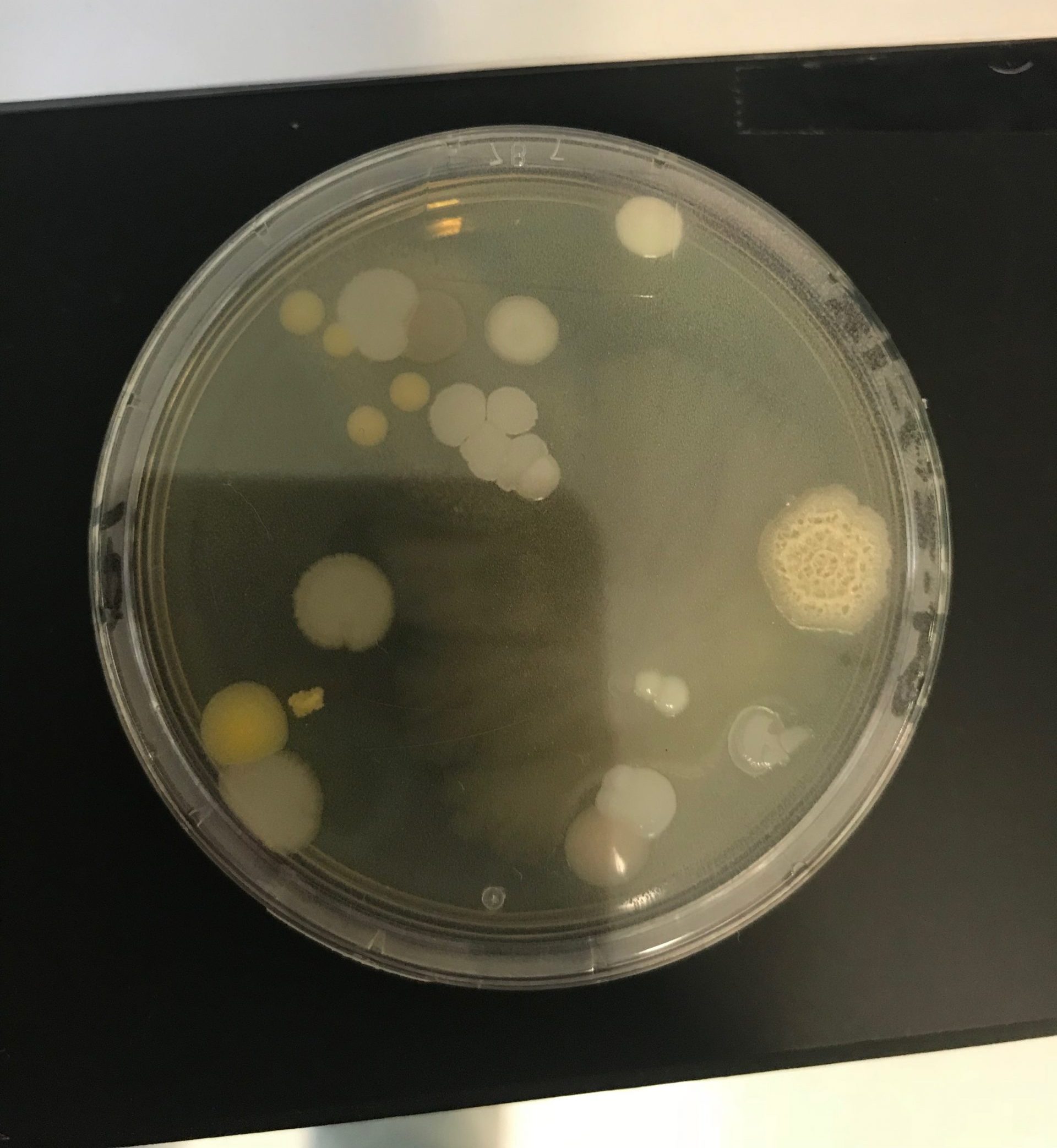 Bacterias en placas Rodac - Programa Microbiología Ambiental en industria de GMP - Dra. Eileen Ruiz - 29/septiembre/2018